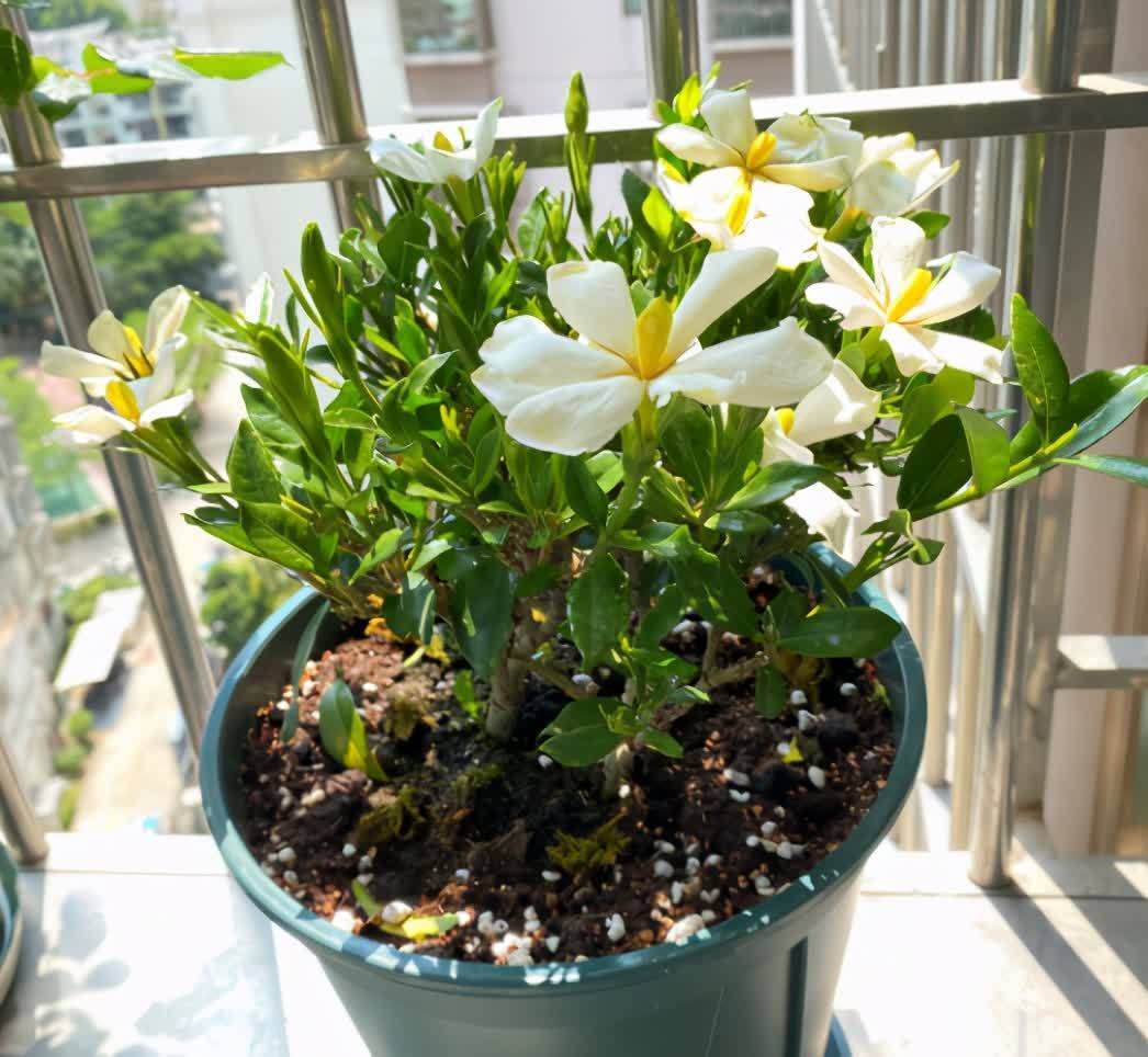 想要栀子花快生根,扦插记住“四个字”,提高成活率,后期长势旺