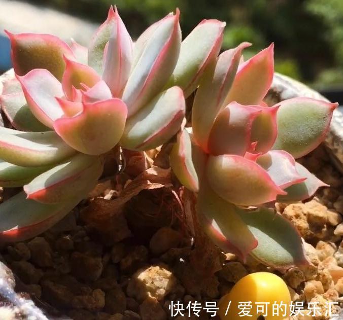 七招把多肉控养成精品小萌物,多肉不仅美呆了,还节省种植空间