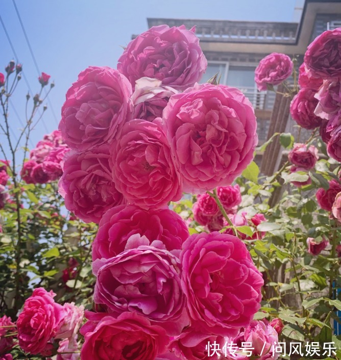 月季原来晒不死，就怕会缺水，缺水必死无疑！