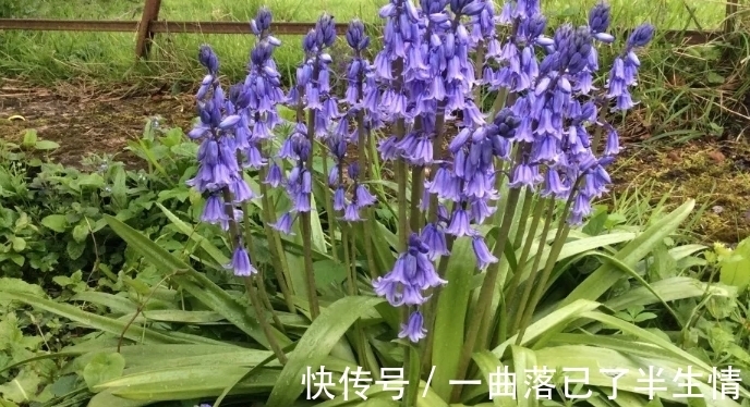 6种小众花,开花特别美,但很少有人养