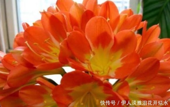 君子兰3年不开花，老婆在盆里埋了一点“它”，花开红火像太阳！