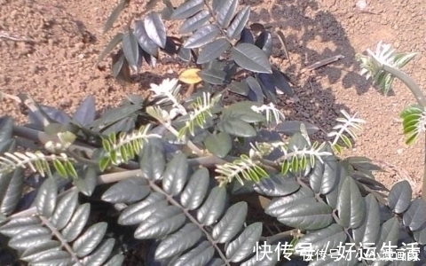 止痛|农村这种岩石缝中的山豆,根茎是良药,清火解毒,还能消肿止痛