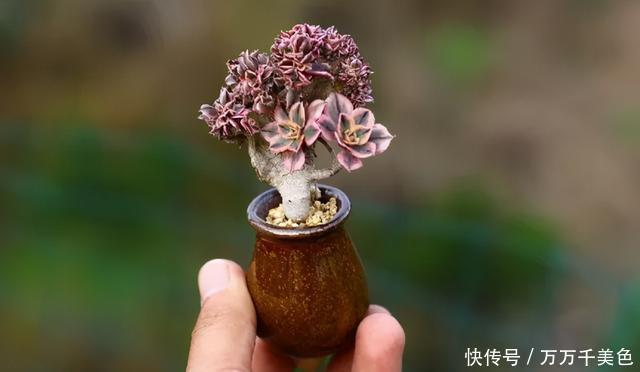 多肉饿着养,个个土肥圆,越矮越小越值钱