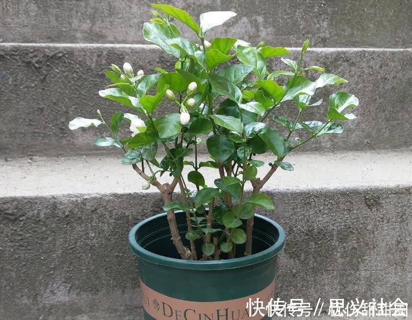 花苞|养茉莉花有“3点”很重要，株型更美，开花更多，又香又好看