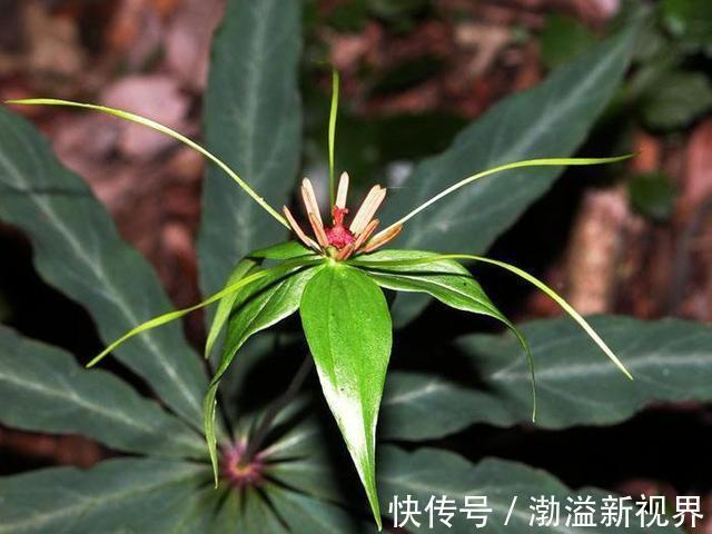 一枝花|“杂草”价值也很高，七叶一枝花比盆景贵，作用更多