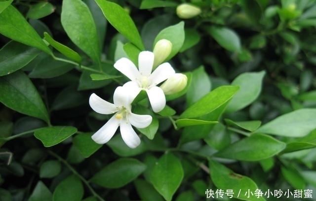 种植|最适合庭院、屋顶绿化种植的植物，各月开花顺序整理，不收藏吗？