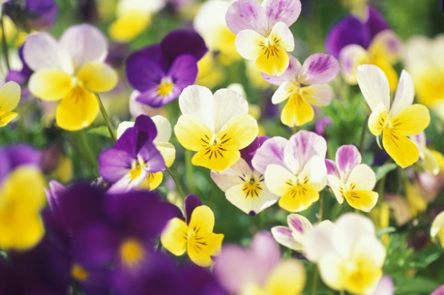 最适合懒人养的“4种花”,漂亮好养,一个月不管,花开满盆,美