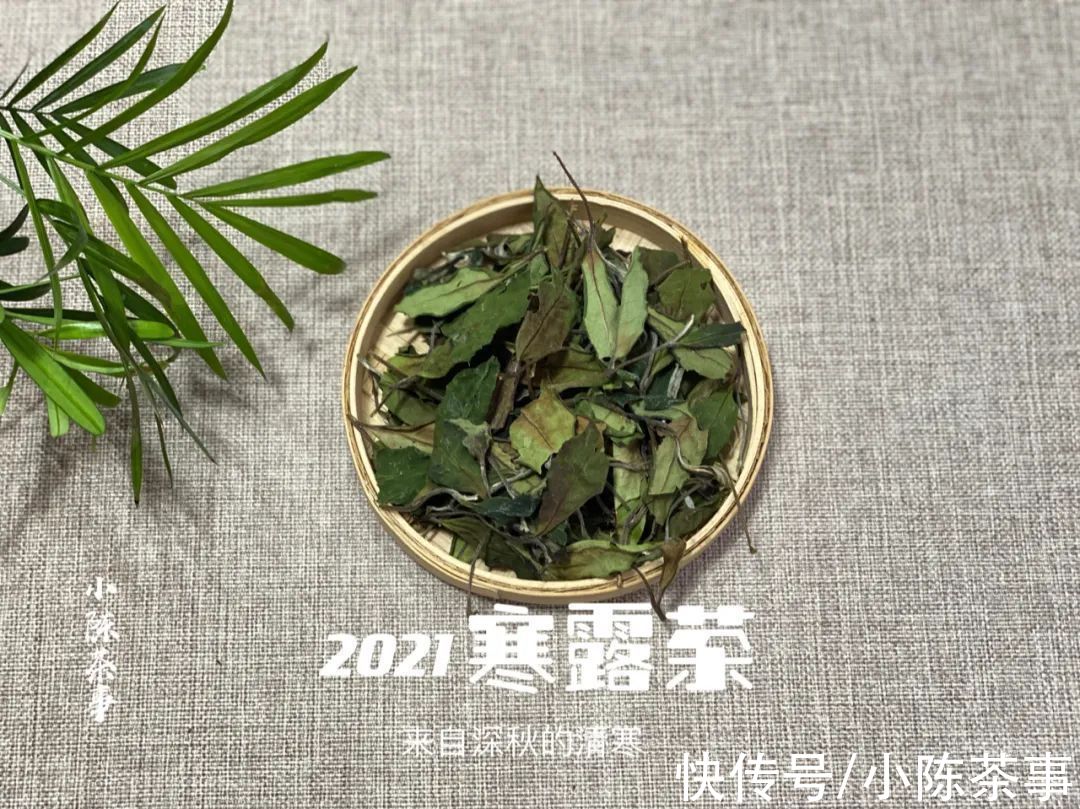 白露节@都是秋白茶，寒露茶与白露茶如何分辨？4个角度带你理清层层迷雾