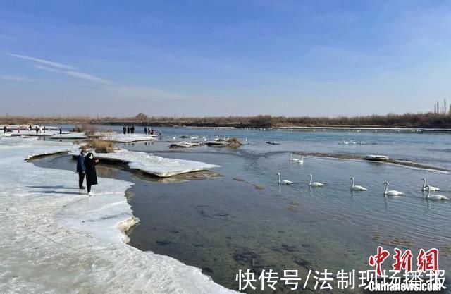 新疆开都河“天鹅湾”:数百羽“白精灵”引游人
