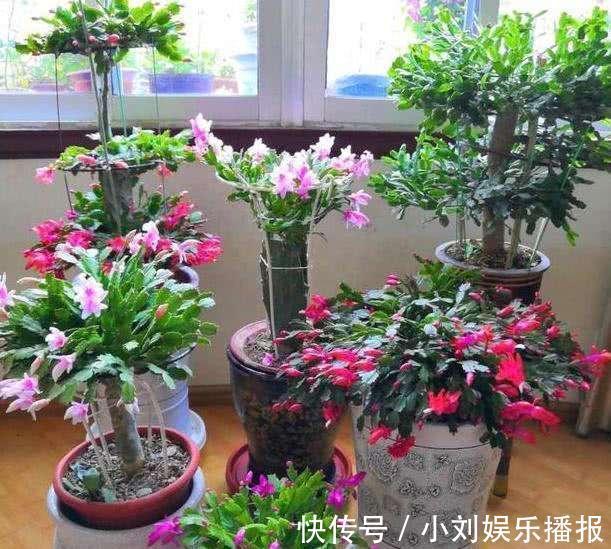入秋扦插“6种花”,7天就生大白根,告别“黑腐烂”呼呼窜大个