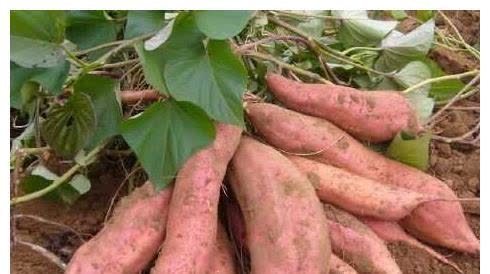 结石|红薯与此物一起吃，就是没病找病，却有很多人喜欢如此吃！