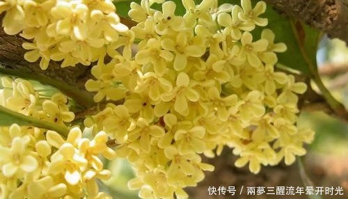 蒜泥|厨房里的1种调味料,用来养花,花苞呼呼长,养一盆旺一盆!