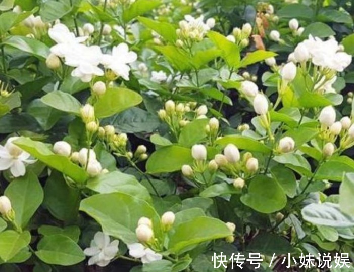 3种花,现在“赶快”养家里,开花多,花朵艳,满屋都飘香!