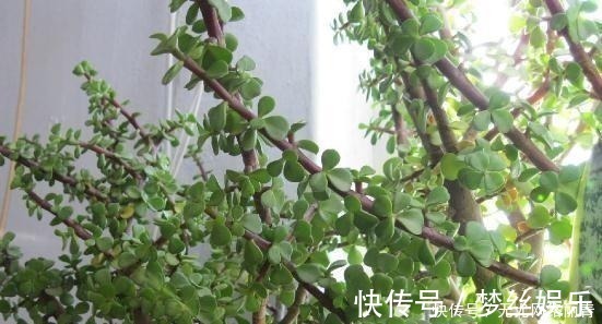 金枝玉叶|5年前养了一盆“野草”,邻居们很羡慕,说是“金枝玉叶”