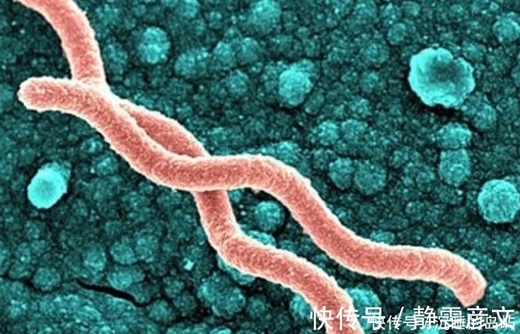 西兰花|感染了幽门螺杆菌，究竟要不要治疗？听听医生怎么说