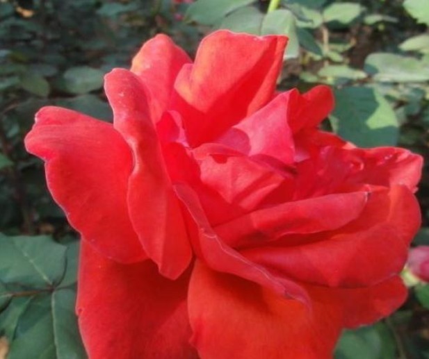 三个国外培育出来的月季，花朵颜色十分鲜艳，而且抗病性能非常强