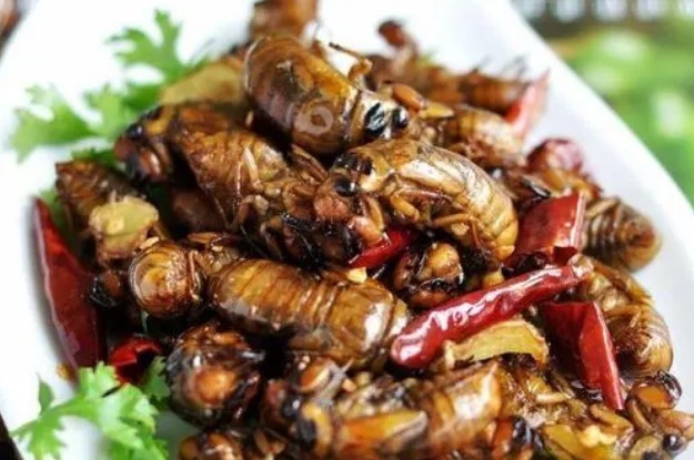 知了|夏天吃知了猴，记住“3种能吃2种不吃”，吃对才健康，不懂快看看