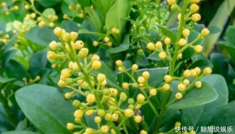 4种花家里养一盆,1个月就能开爆盆,冬季一样疯长不停