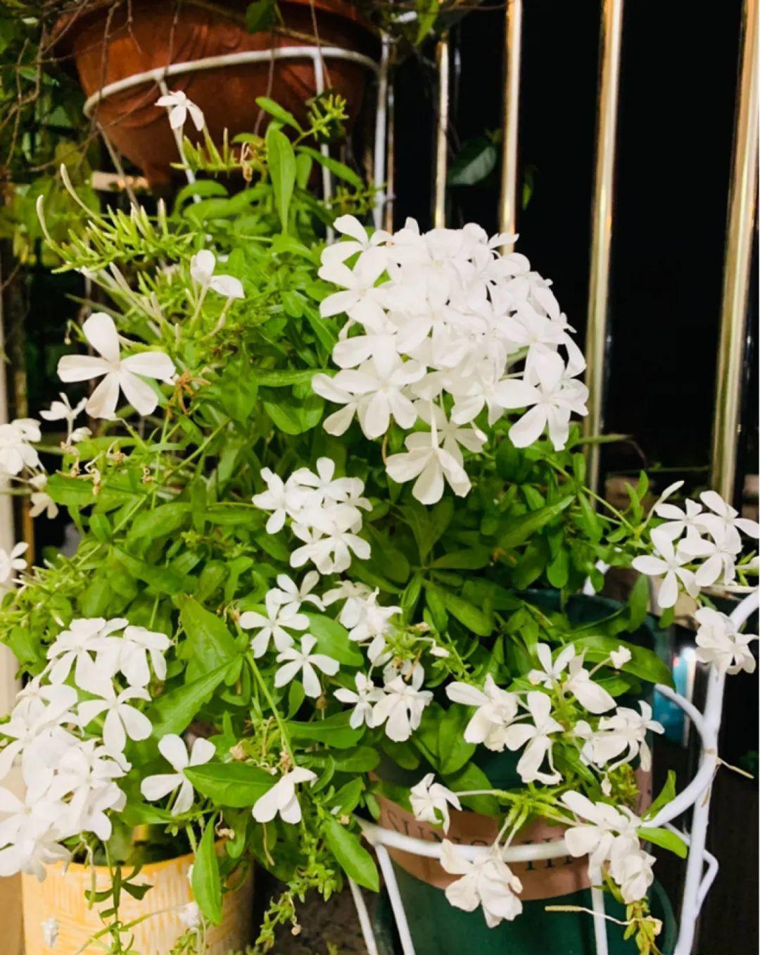 门口种了一棵花,竟被说是不吉利,怼回去:关你P事