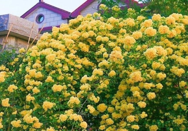 左邻|院子再小,也要养棵它,2年长一片,开花特别美,左邻右舍都说香