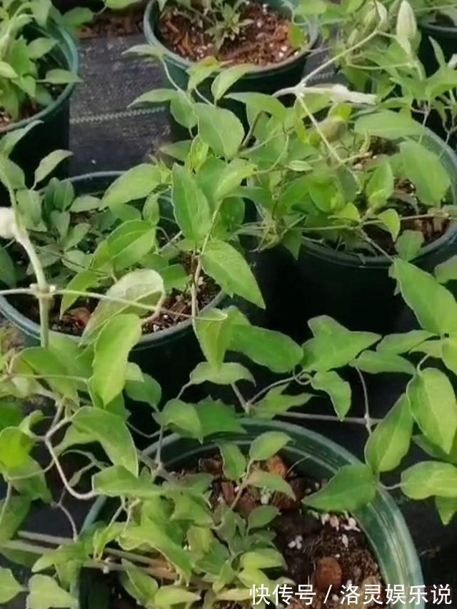 花中皇后|花园三宝中，月季和铁线莲是黄金搭档，怎么配都美！