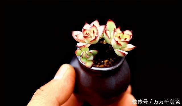 多肉饿着养,个个土肥圆,越矮越小越值钱