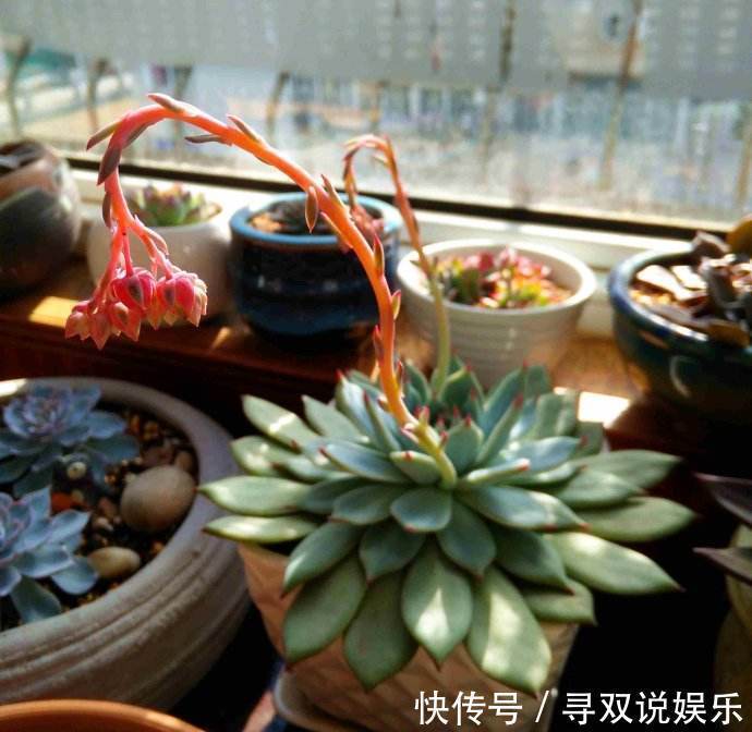 3种花与月季不同，长出“花苞”马上剪，要不颜值低