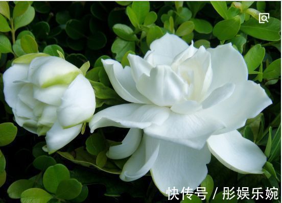 有香味的花卉盆栽有哪些养上几盆家里就不用买清新剂了!