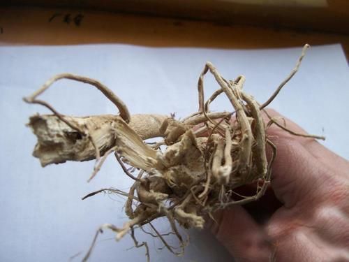 向日葵全身都是药!更是降压“神器”,高血压、头晕头疼都能治