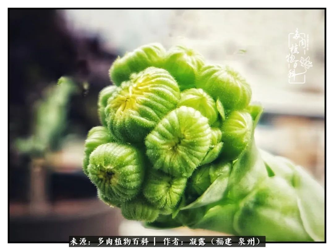 喜欢养肉,喜欢赏肉,更喜欢拍,如此怎能不掉肉坑