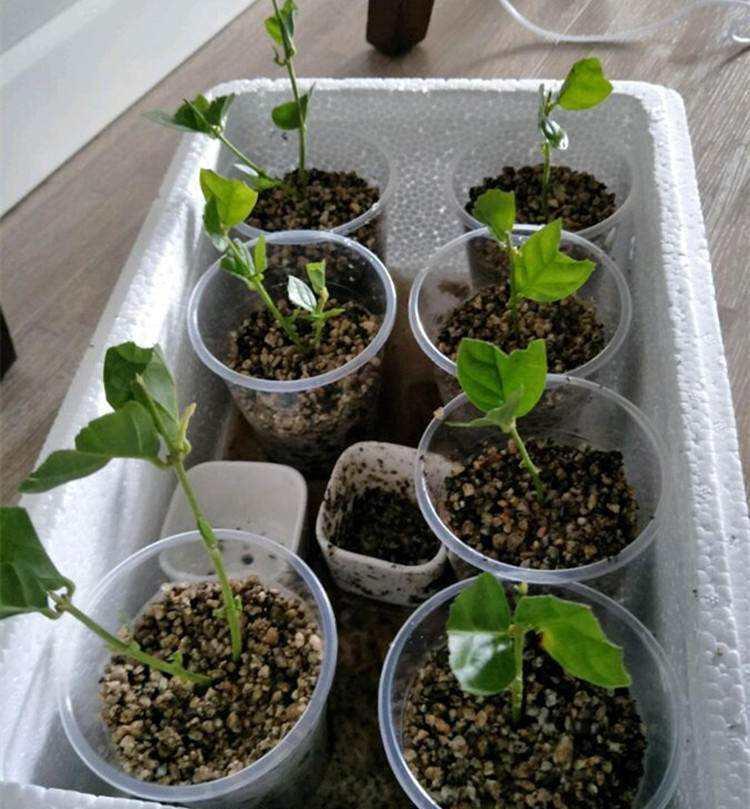 分享2个冬天扦插的小方法,10种花现在扦插正当时,生根快又壮