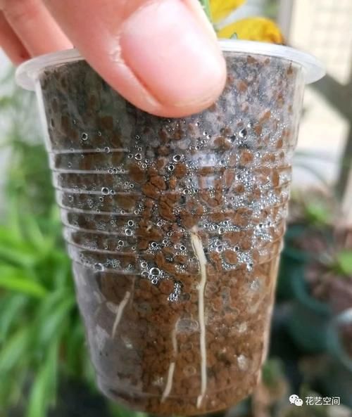 周末去花市逛一圈，捡一袋子枝条，回家扦插几百盆，秒变养花大户