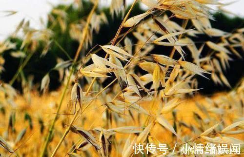 血管|血液垃圾的“死对头”, 早晚吃一点, 清理毒素, 血栓不来找