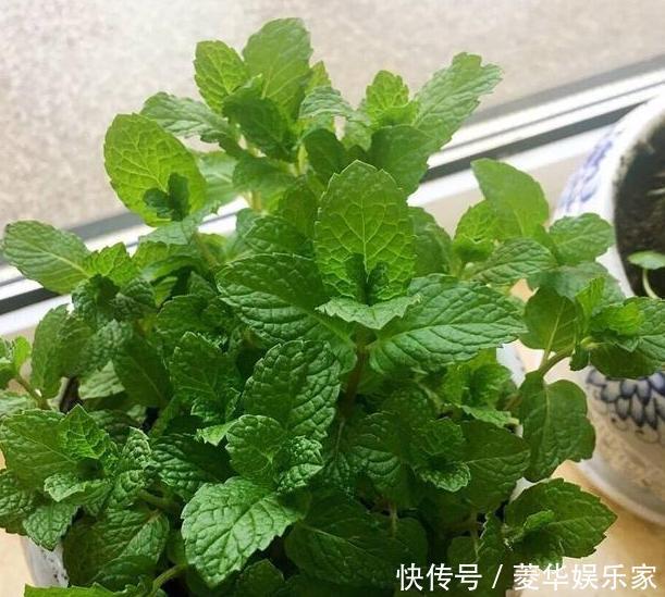 养殖|春天养花添新株，当盆栽4种花卉，寓意好、株型美又好养活