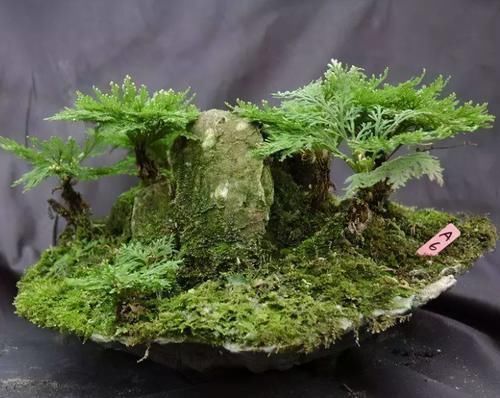 春意浓去野外,碰见2种植物要珍惜,带回家当盆栽正合适