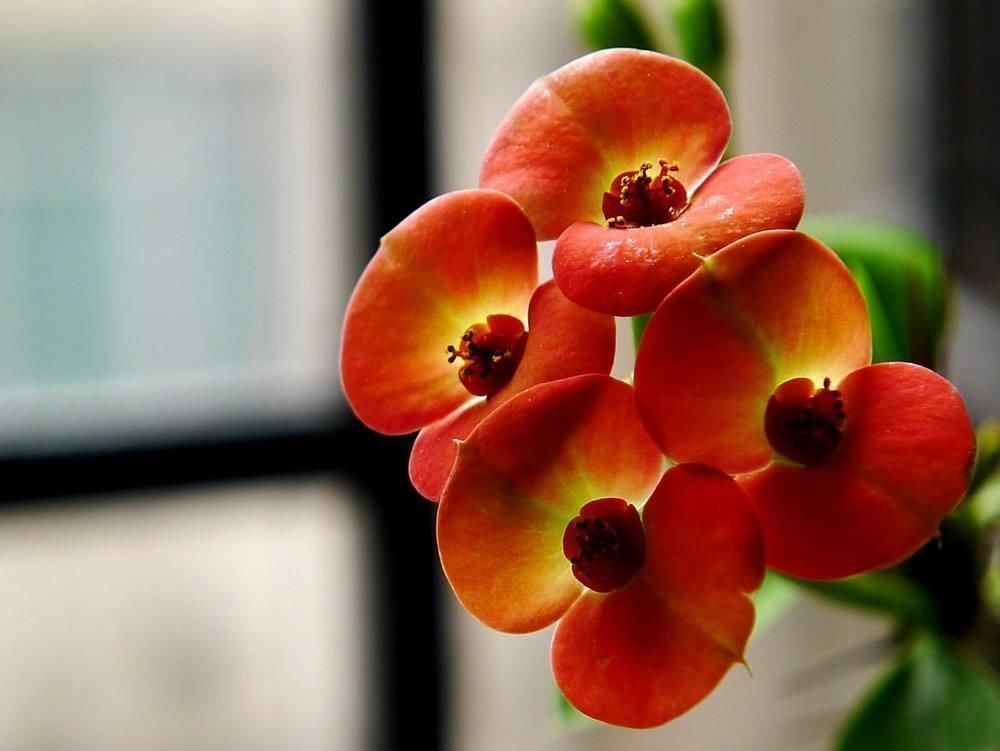 长寿|4种“花长寿”,一开花一整年,365天不间断,养一盆老划算