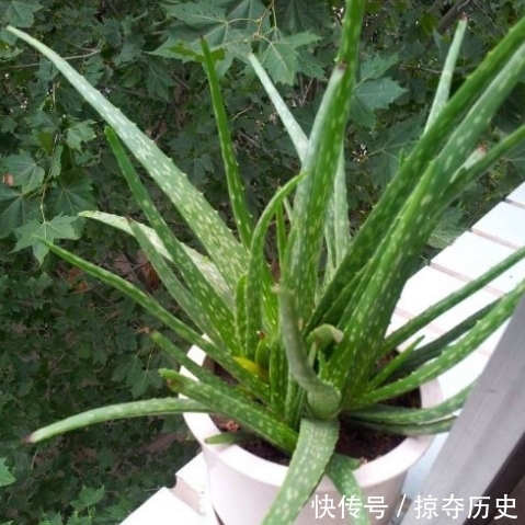 蚯蚓粪|大豆、蚯蚓粪养花，都比不上此“溶液”，半月浇一次，疯长不止！
