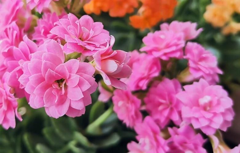 阴凉处|长寿花叶子发软的原因