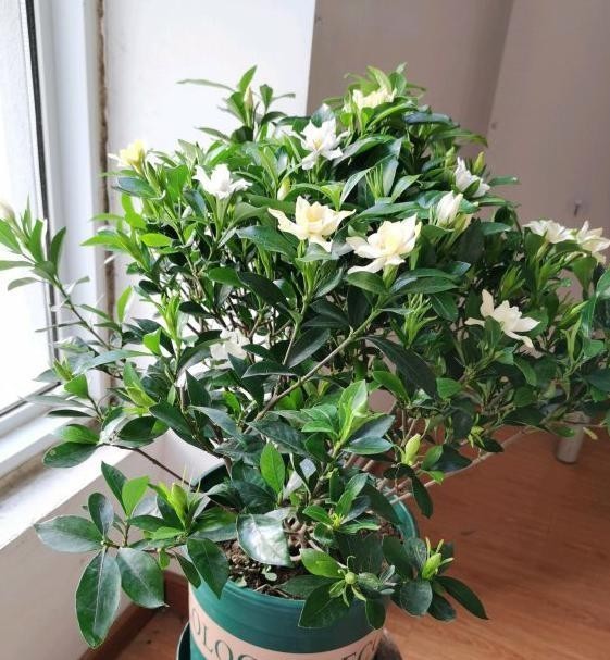 明白|别人的浇水“技巧”不烂根,但是不一定适合你!要明白关键才行!