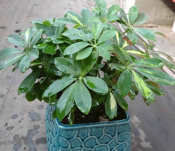 没人喜欢的2种“丑花”,殊不知,它能“吸甲醛”,越养越值钱!