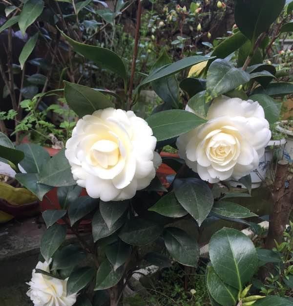 此花是中国传统名花,可媲美牡丹,植株低矮,还可盆栽观赏