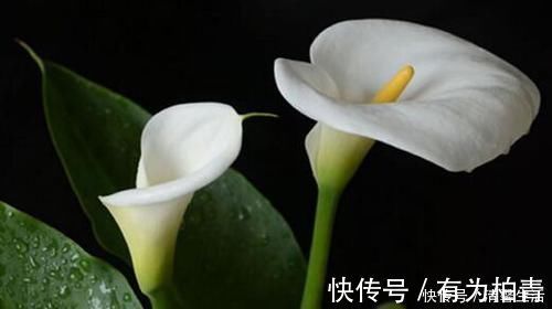 夹竹桃|4种有毒花，碰了麻烦大，再喜欢也别养，扔都不来及