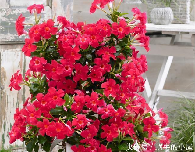 9种花不用花钱买,掐根枝条插土里,2周即可生根,好养易成活