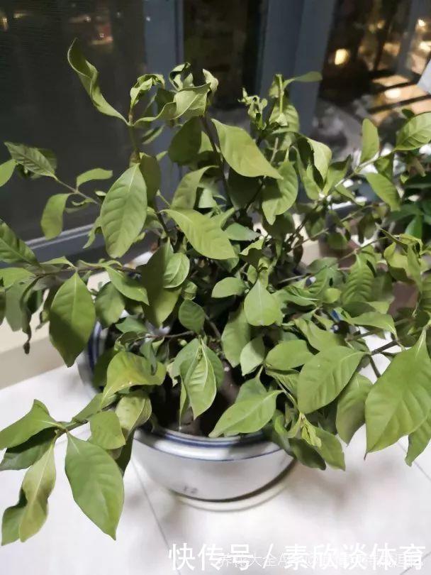 栀子花最怕它,碰上就没救,再上心都养不活!