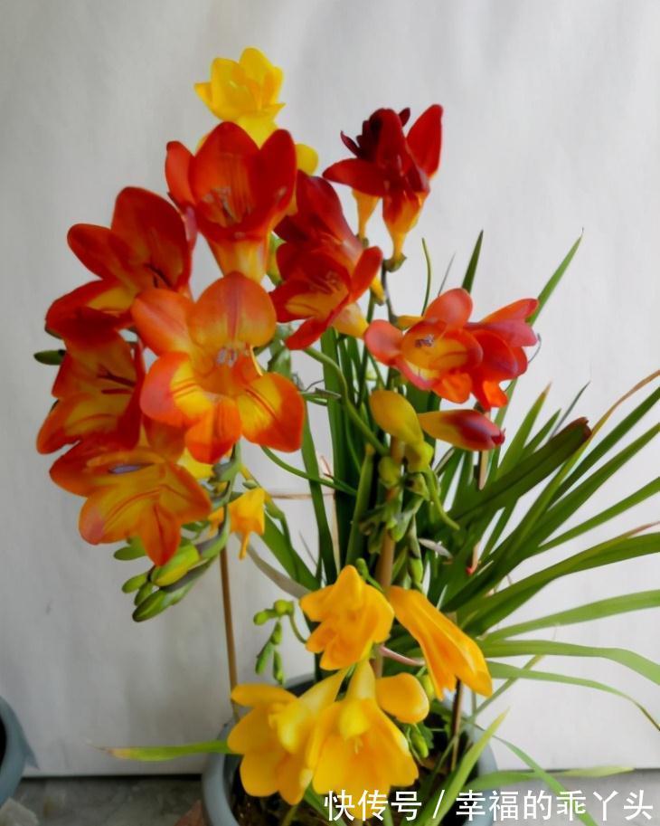 5种“耐寒花”，好看不怕冻，低温也能爆花，一直开到初夏