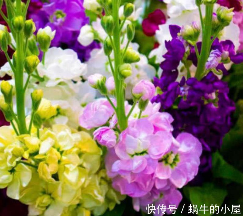 三种花超漂亮，个个美出状态，花朵迷人，阵阵花香，花朵大！