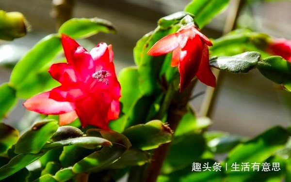 蟹爪兰长得慢、不冒花苞盆土加点“料”,花苞蹭蹭窜出来!