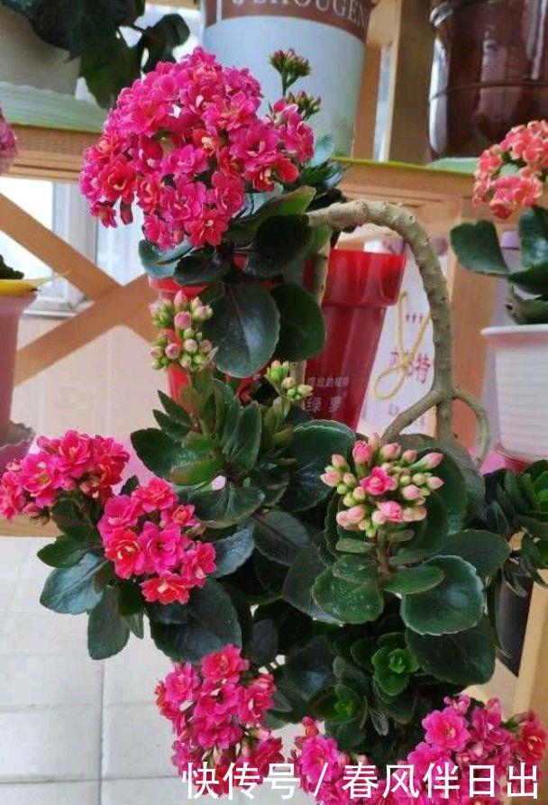 一株普通的长寿花,用4招,养成垂吊型瀑布,花又多又美