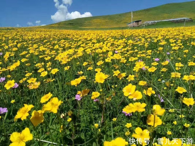 金色|金色谷地欢迎您（同仁旅游攻略）