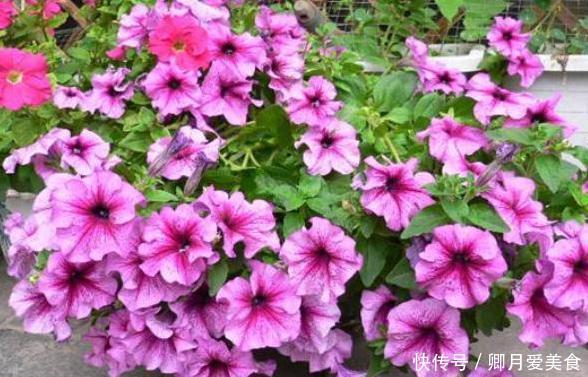 这4款花卉最适合在家盆栽,一年花开四季,一茬接着一茬窜花